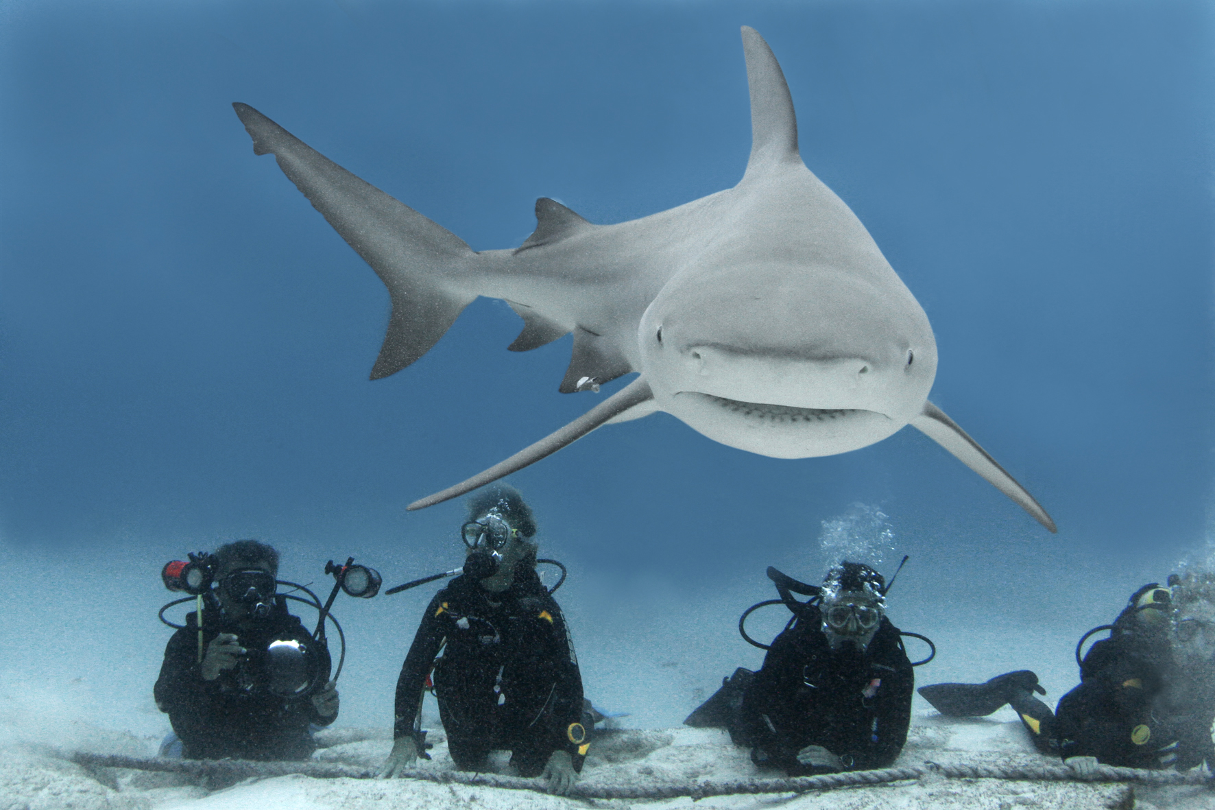 Bull Shark Diving Playa del Carmen