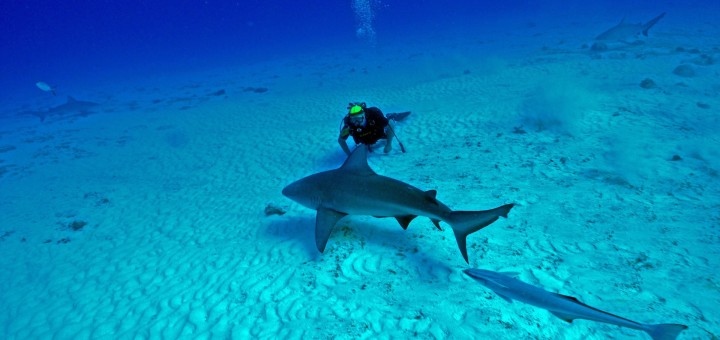 Playa del Carmen Diving